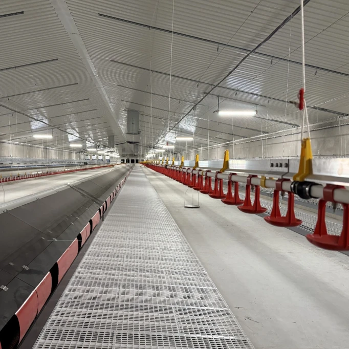 montaż systemu karmienia i pojenia kur w nowym kurniku