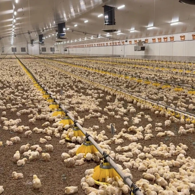 zespół TEFA realizujący montaż wyposażenia dla hodowli kur