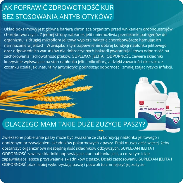 Wzmocnienie odporności drobiu bez antybiotyków