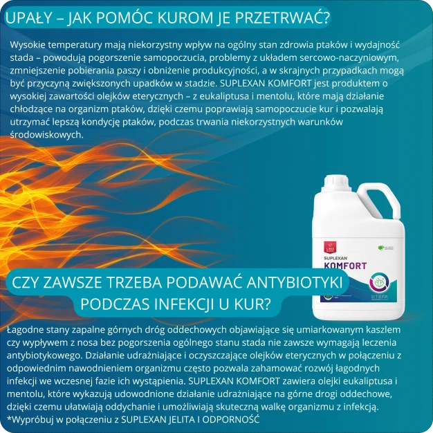 Jak pomóc kurom przetrwać wysokie temperatury