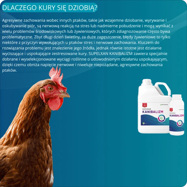 Środek na stres i agresję w stadzie kur