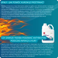 Jak pomóc kurom przetrwać wysokie temperatury