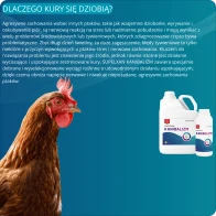 Ziołowy preparat przeciw dziobaniu kur