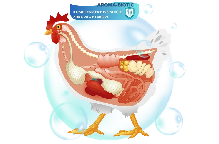 naturalne antybiotyki dla kur wspierające zdrowie stada