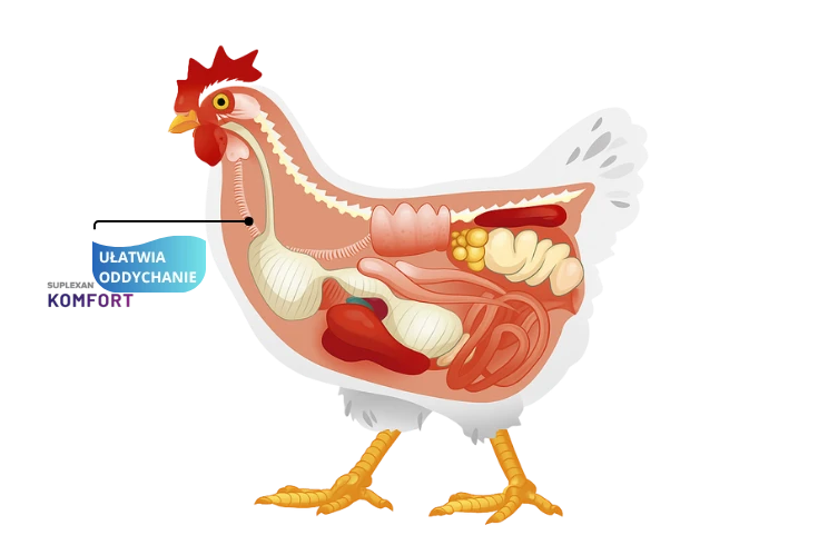witaminy dla kurcząt wspierające szybki wzrost i odporność
