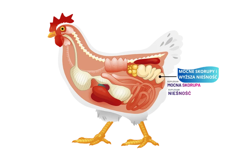 preparat dla kur na mocne skorupy i jajka