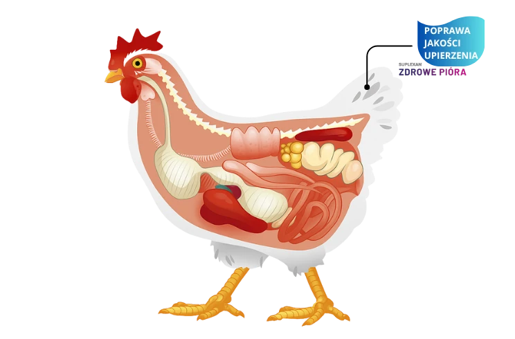 preparat witaminowy dla kur na zdrowe pióra i skórę