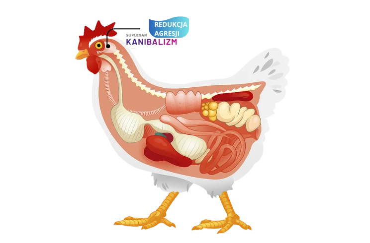 preparat witaminowy dla kur na uspokojenie i stres