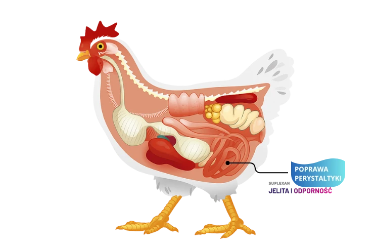 preparat dla kur na zdrowe jelita i trawienie