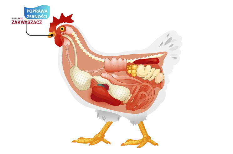 witaminy dla kurcząt wspierające rozwój układu trawiennego