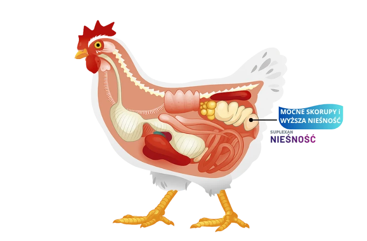 suplement dla kur niosek na zwiększenie nieśności